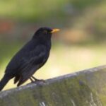 Ви чули, як клюють дрозди? (Хічкок накаркав на Чикаго)