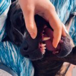 Чому ваш пес спить на спині: що потрібно знати власникам вихованця