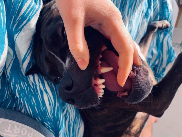 Чому ваш пес спить на спині: що потрібно знати власникам вихованця