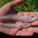 Що таке голом'янка? Байкало-Іркутські замальовки