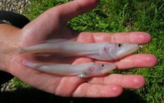 Що таке голом'янка? Байкало-Іркутські замальовки