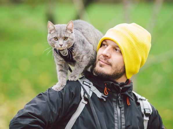 Як виховувати та дресирувати кішку?