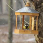 Чим пригостити птахів узимку?