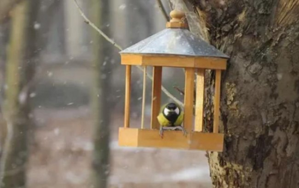 Чим пригостити птахів узимку?