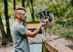 Як треба гуляти із собакою?