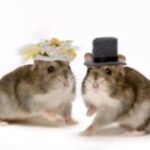 Чи можна давати хом'якам шоколад?