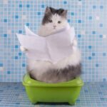 Як без насильства привчити кішку до горщика?: Вчимося жити разом