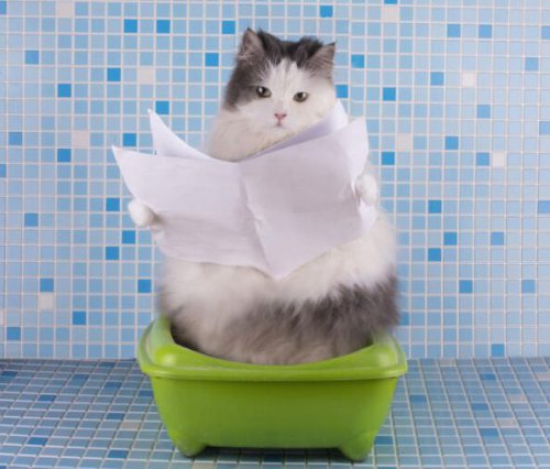 Як без насильства привчити кішку до горщика?: Вчимося жити разом