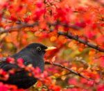 Що символізує собою дрізд?