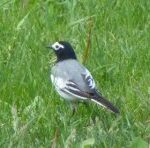 Які трясогузки бувають у світі?