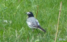 Які трясогузки бувають у світі?