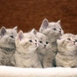 Як привчити кошеня до лотка?