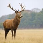 Тупий лох чи «король лісу»? Символіка оленя