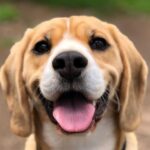 Які собаки найслухняніші?