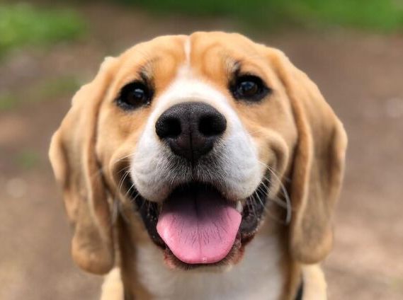 Які собаки найслухняніші?