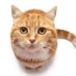 Як привчити кішку дряпатися?