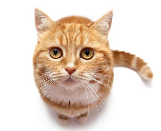 Як привчити кішку дряпатися?