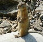 Що за звір такий – імуранг? Кола по Алтаю