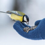 Що за свято Синичкин день і як його відзначити?