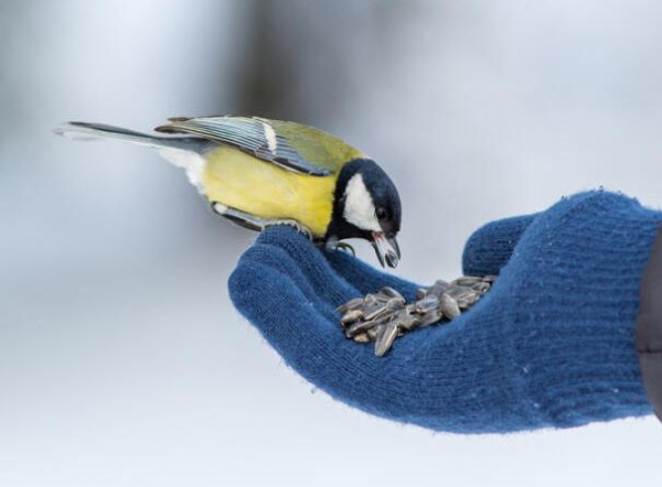 Що за свято Синичкин день і як його відзначити?