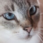 Чому не можна цілувати кішок: лікарі попереджають про небезпеку, що ховається в…