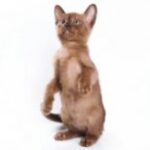 Валер'янка – котячий афродизіак?