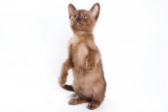 Валер'янка – котячий афродизіак?