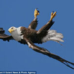 Який птах може ширяти ногами?