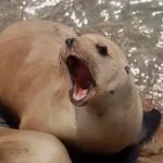 Чи можуть воювати тварини? Морські диверсанти.