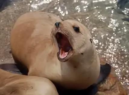 Чи можуть воювати тварини? Морські диверсанти.