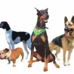 Чи зрозуміє вас собака-іноземка?