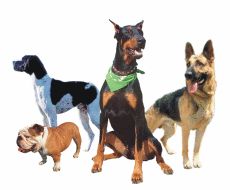 Чи зрозуміє вас собака-іноземка?