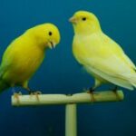 Знаки катастроф. Чому їх бачать тварини та не бачить людина?