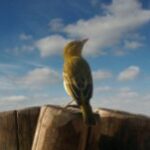 Що ми знаємо про солов'я?