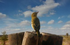 Що ми знаємо про солов'я?