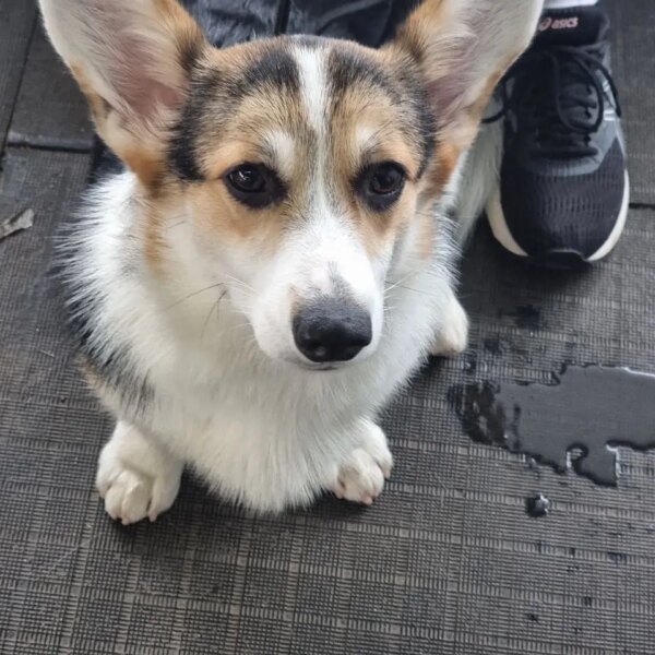 Хозяин плачет в подушку, а пес принес ему поводок: зачем&hellip;