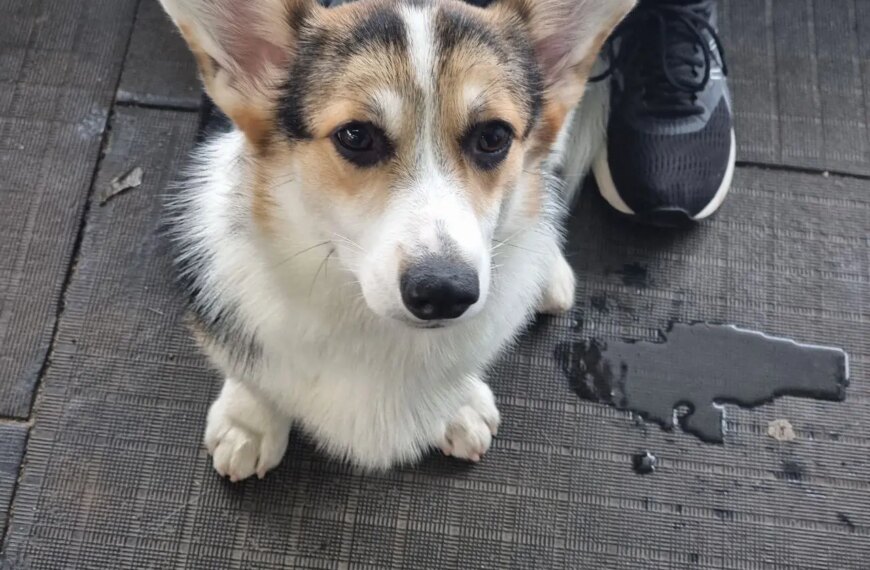 Хозяин плачет в подушку, а пес принес ему поводок: зачем&hellip;