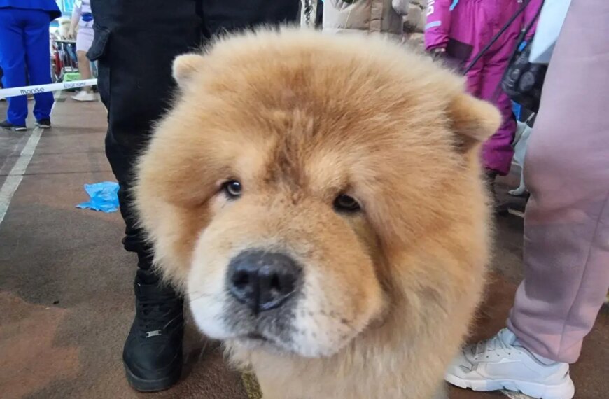 Чому ваш пес так радіє вашому поверненню: секрети його любові&hellip;