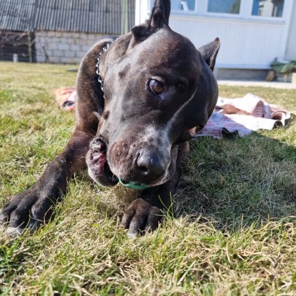 Вік – не вирок: як породи собак впливають на довголіття&hellip;