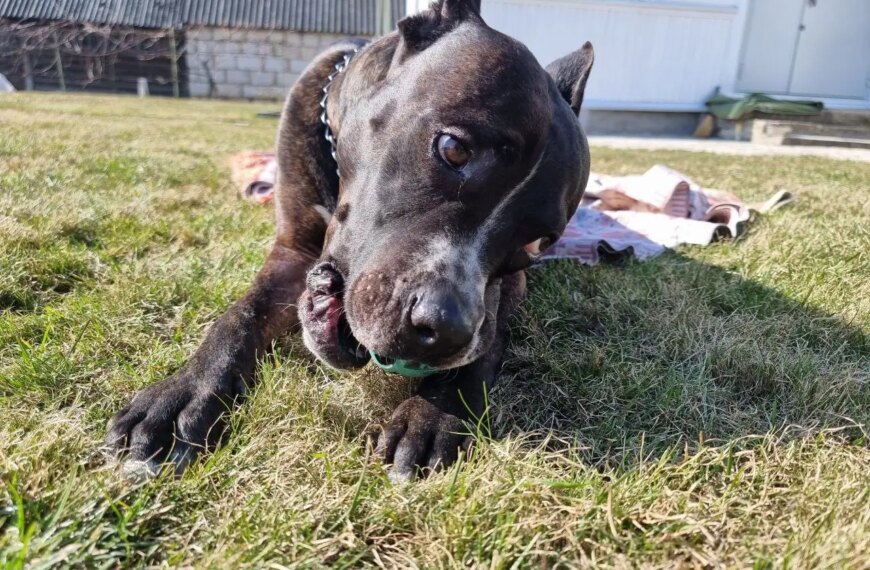Вік – не вирок: як породи собак впливають на довголіття&hellip;