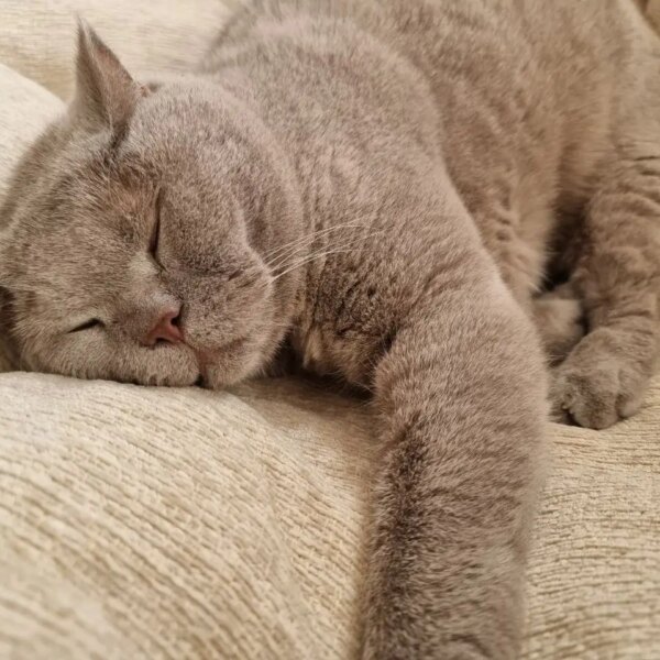Секрети котячого сну: скільки годин на добу насправді сплять ваші&hellip;
