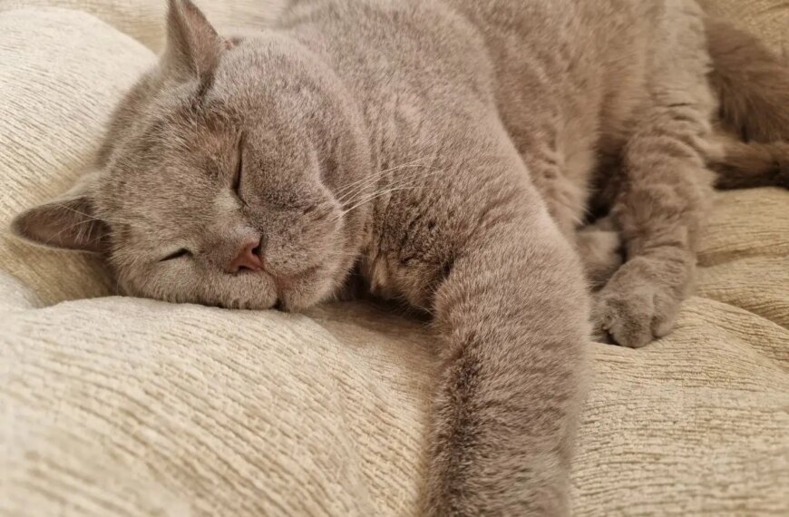 Секрети котячого сну: скільки годин на добу насправді сплять ваші&hellip;