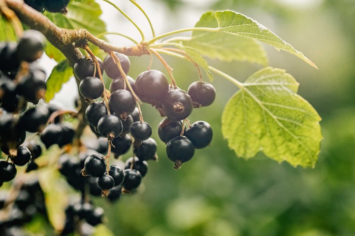 15 продуктів для покращення роботи мозку, пам'яті та концентрації 28