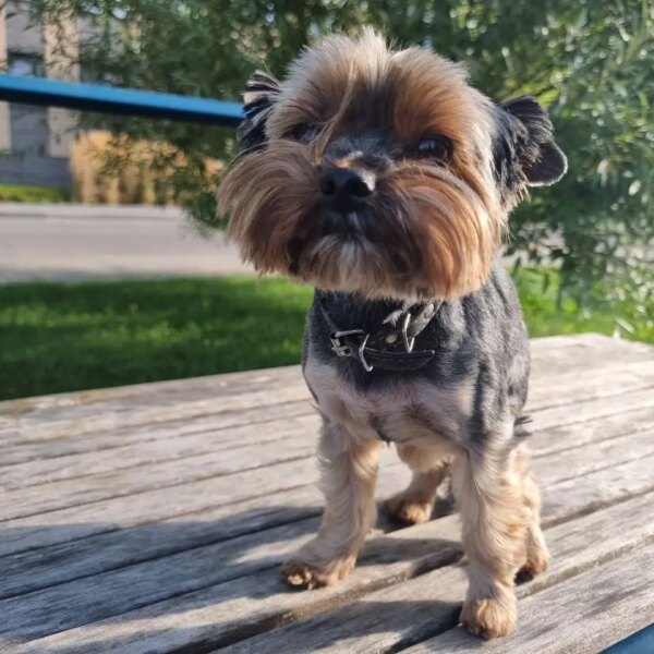 Собака чи хом’як: яке пухнасте диво обрати, щоб дитина самостійно&hellip;