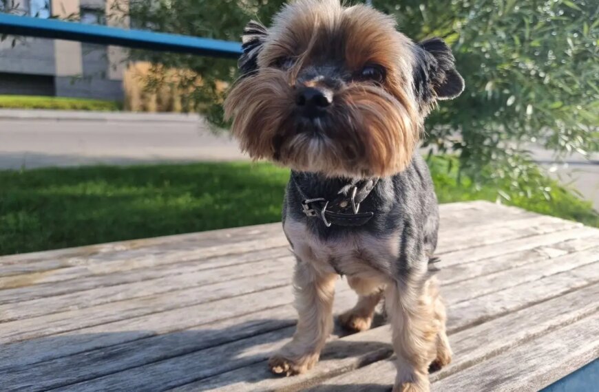 Собака чи хом’як: яке пухнасте диво обрати, щоб дитина самостійно піклувалася про&hellip;