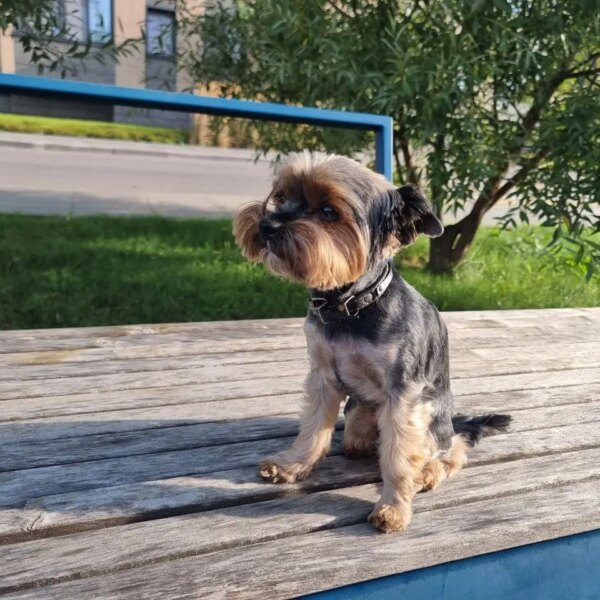 Як довго собака пам’ятає жорстоке поводження та чи можливо відновити&hellip;