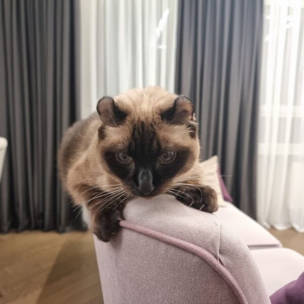 Мстит чи забула? Поради для власників котів: чому улюбленець міг&hellip;