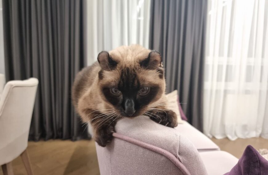 Мстит чи забула? Поради для власників котів: чому улюбленець міг почати “бруднити” та як&hellip;