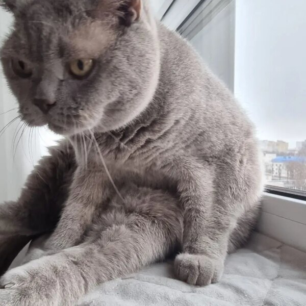 Чому кішка годинами спить на підвіконні під пекучим сонцем, але&hellip;