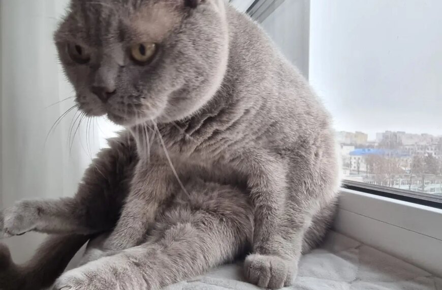 Чому кішка годинами спить на підвіконні під пекучим сонцем, але&hellip;